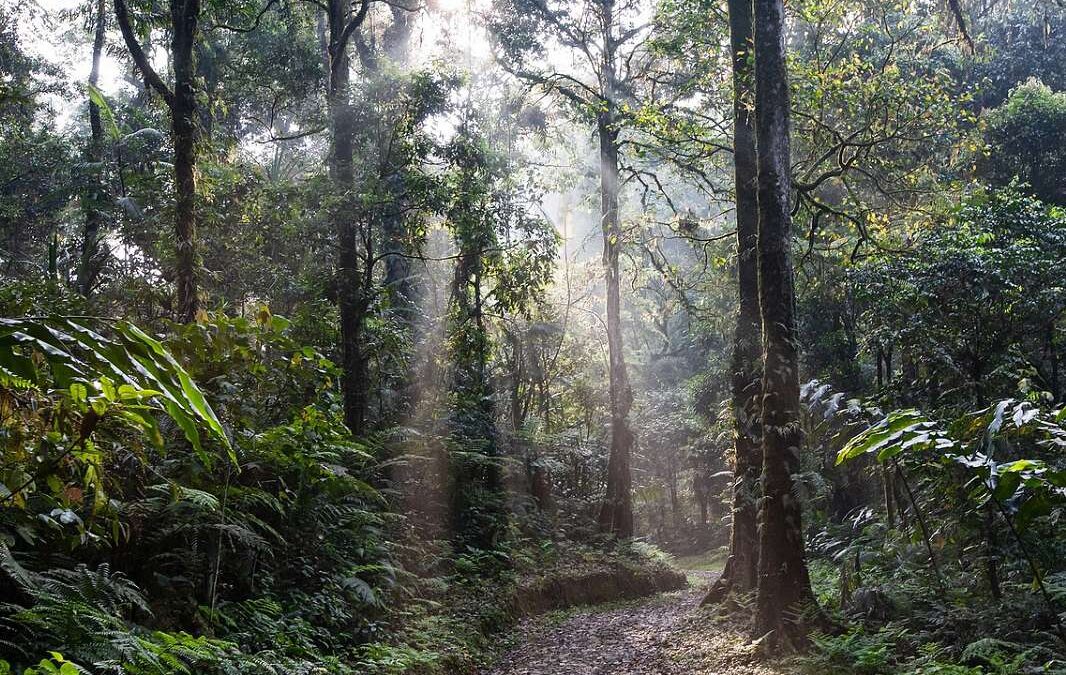 V Amazonii ubylo za posledních 40 let deset procent vegetace